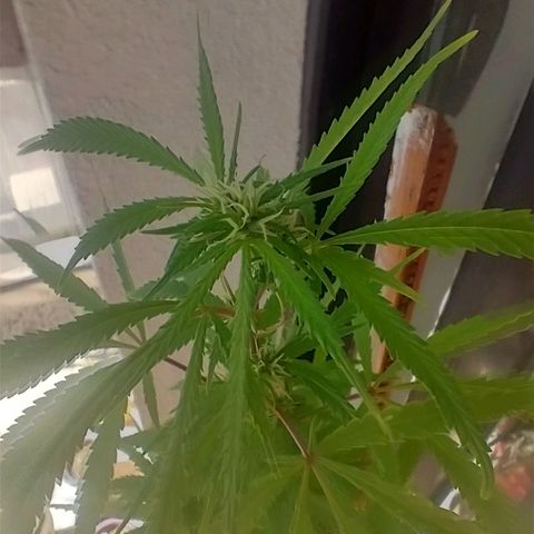 Sati growlog timeline photo