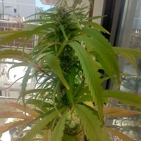 Indi growlog timeline photo