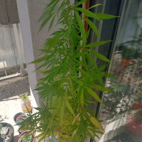 Sati growlog timeline photo