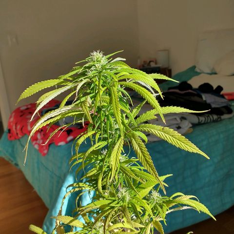Indi growlog timeline photo