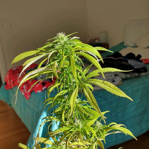 Indi growlog timeline photo
