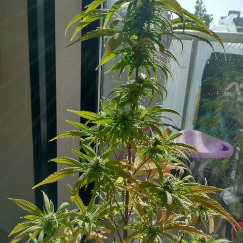 Indi growlog timeline photo