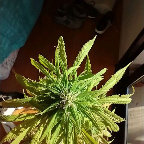 Indi growlog timeline photo