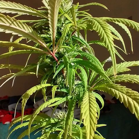 Indi growlog timeline photo