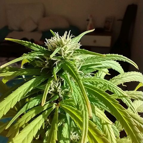 Indi growlog timeline photo