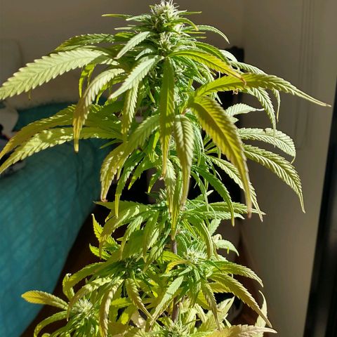 Indi growlog timeline photo