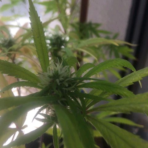 Indi growlog timeline photo