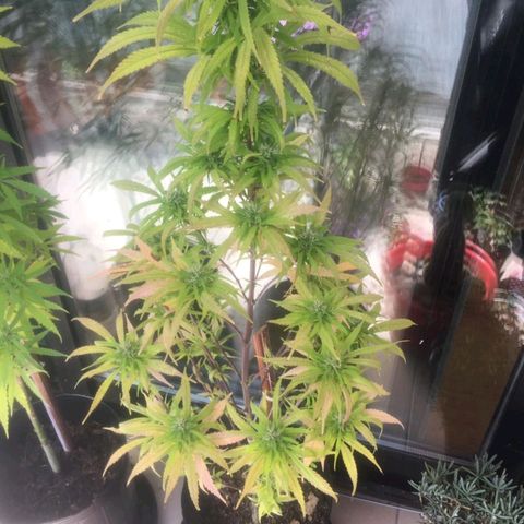 Indi growlog timeline photo