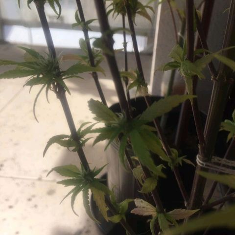 Indi growlog timeline photo