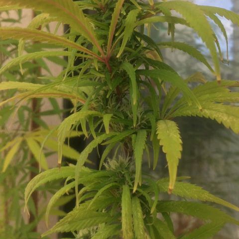 Indi growlog timeline photo