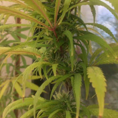 Indi growlog timeline photo