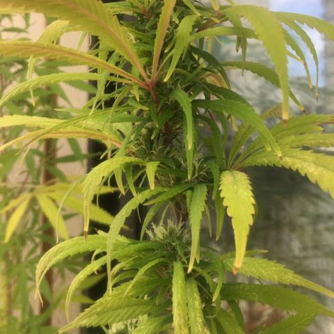 Indi growlog timeline photo