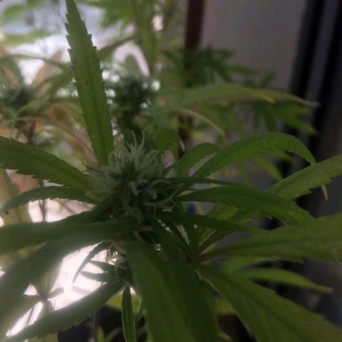 Indi growlog timeline photo