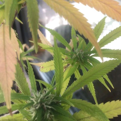 Indi growlog timeline photo