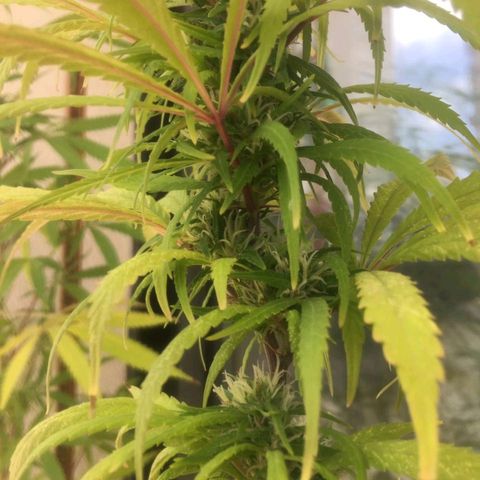 Indi growlog timeline photo