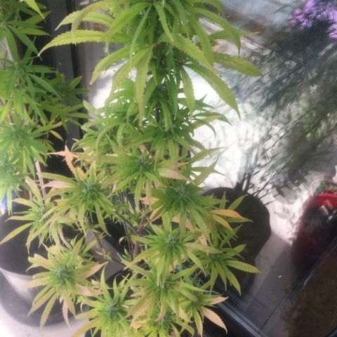 Indi growlog timeline photo
