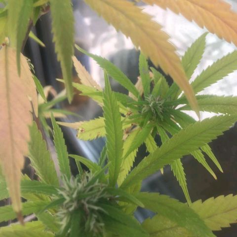 Indi growlog timeline photo