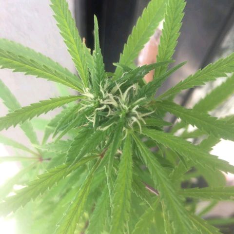Sati growlog timeline photo