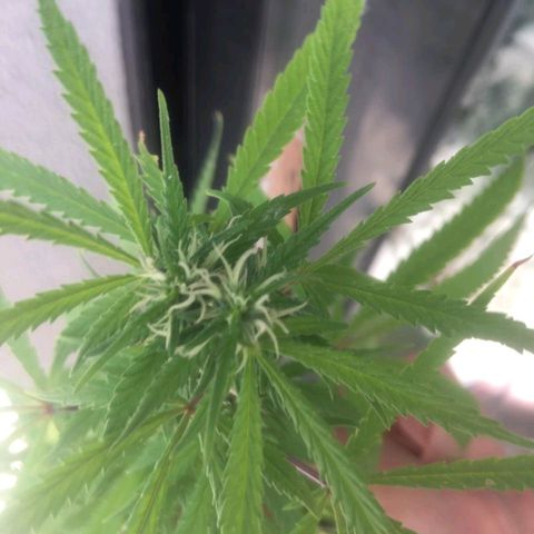 Sati growlog timeline photo