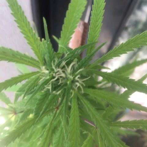 Sati growlog timeline photo