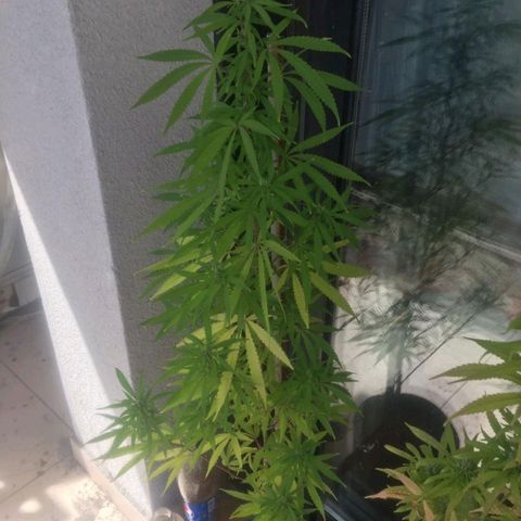 Sati growlog timeline photo