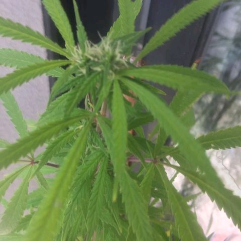 Sati growlog timeline photo