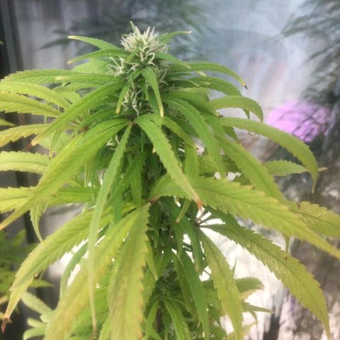 Indi growlog timeline photo