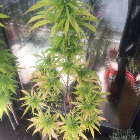 Indi growlog timeline photo