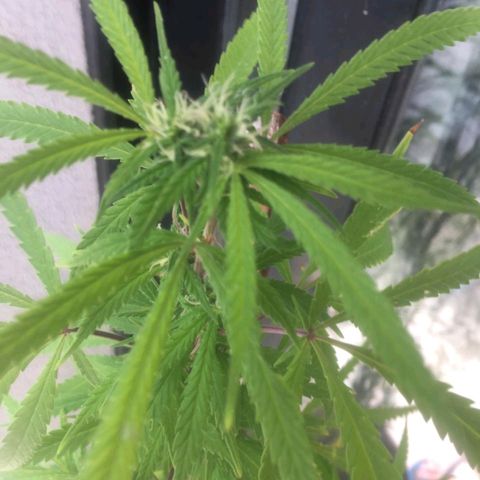 Sati growlog timeline photo