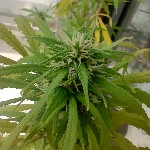 Indi growlog timeline photo