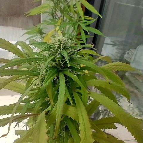 Indi growlog timeline photo