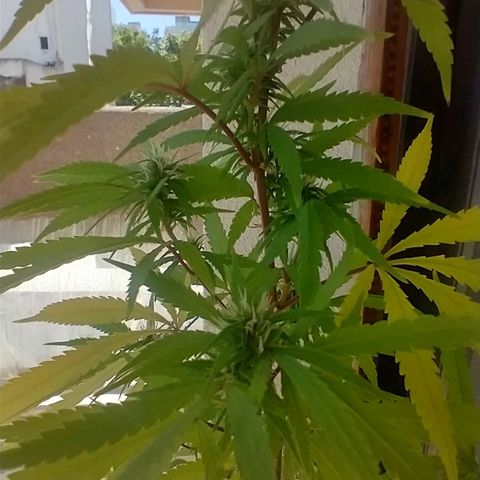 Sati growlog timeline photo