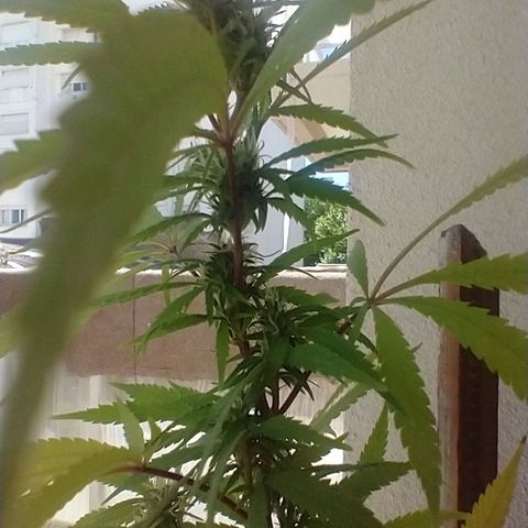 Sati growlog timeline photo