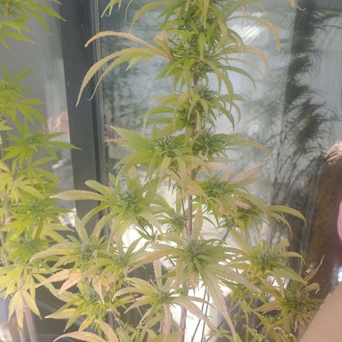 Indi growlog timeline photo