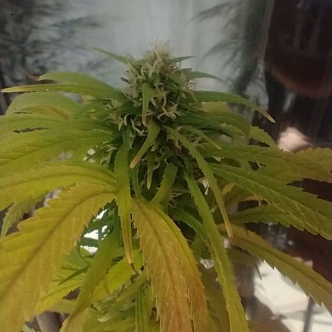 Indi growlog timeline photo