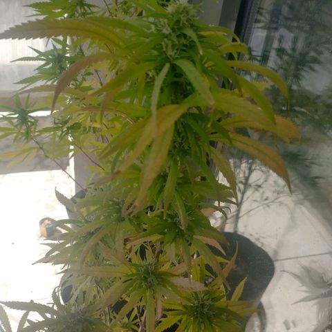 Indi growlog timeline photo