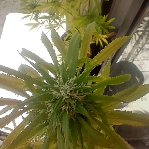 Indi growlog timeline photo