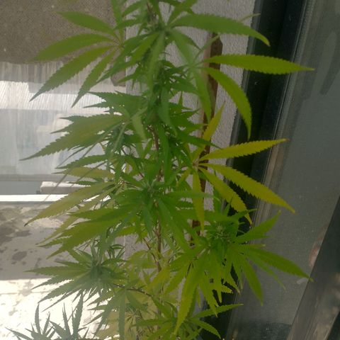 Sati growlog timeline photo