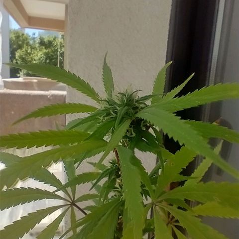 Sati growlog timeline photo