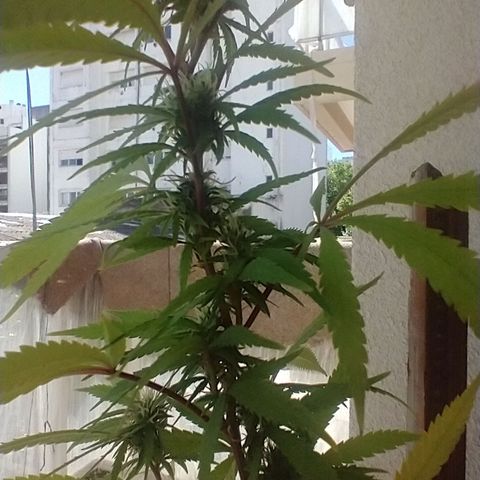 Sati growlog timeline photo