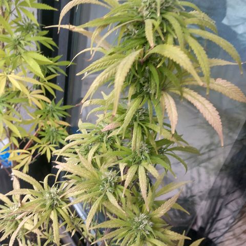 Indi growlog timeline photo