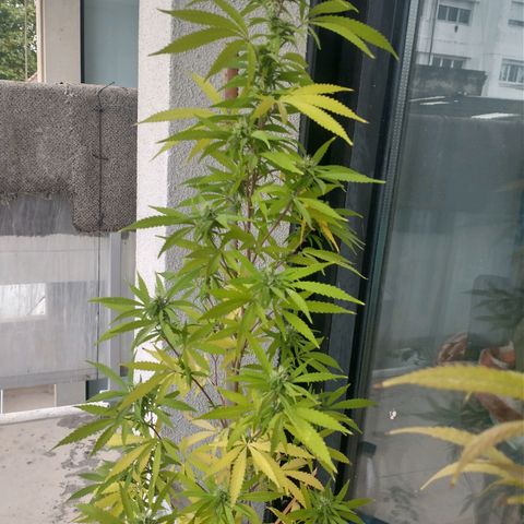 Sati growlog timeline photo
