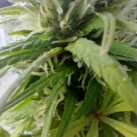 Indi growlog timeline photo