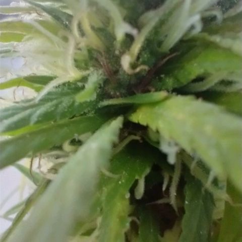Indi growlog timeline photo