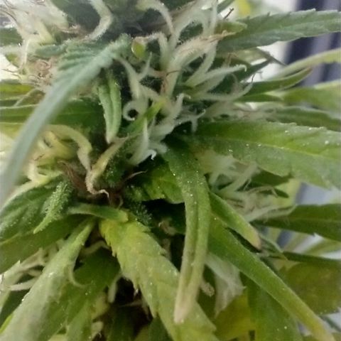 Indi growlog timeline photo