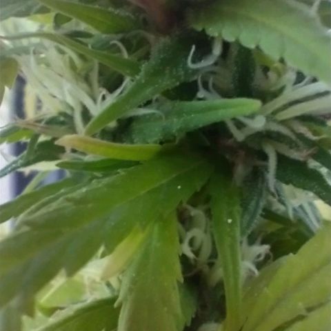 Indi growlog timeline photo