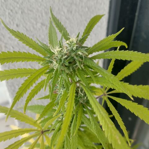 Sati growlog timeline photo