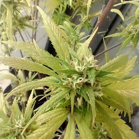 Indi growlog timeline photo