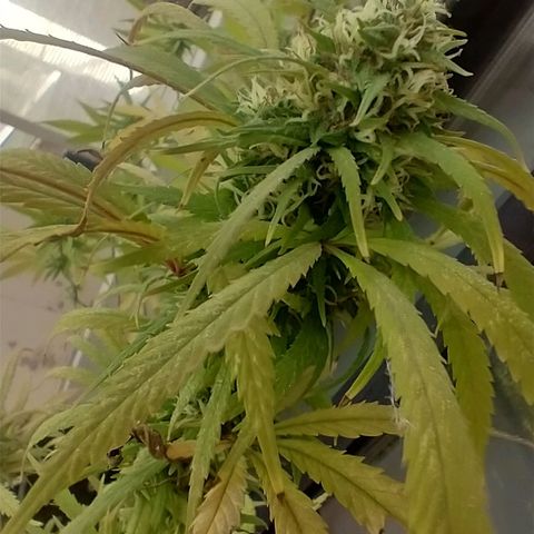 Indi growlog timeline photo