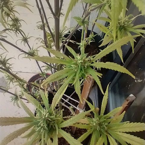 Indi growlog timeline photo